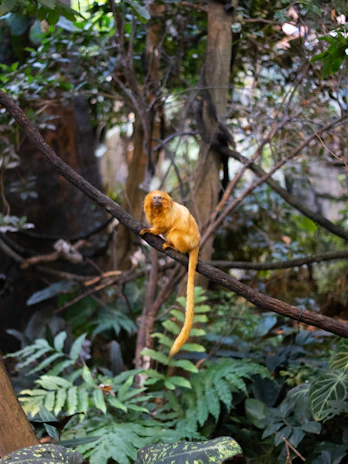 A close-up of the golden lion tamarin mascot glowing softly against a dark jungle backdrop.