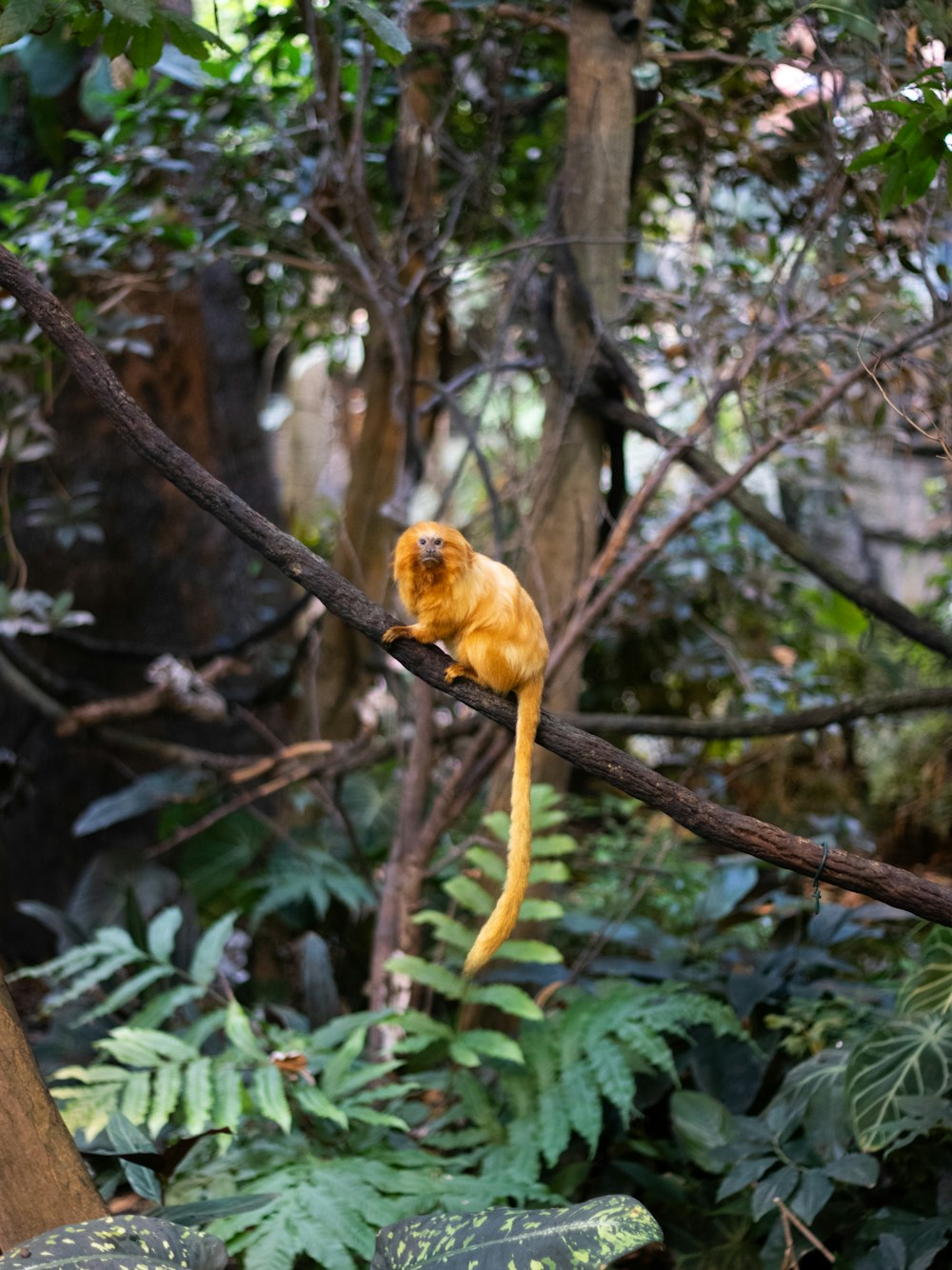 a yellow monkey is sitting on a tree branch
