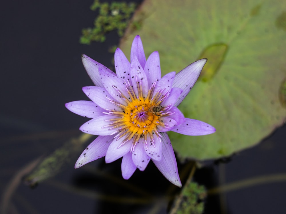 a purple flower with a yellow center surrounded by water lilies