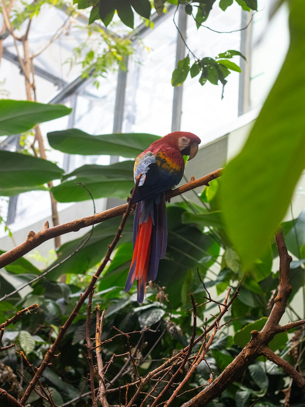 a colorful bird perched on top of a tree branch