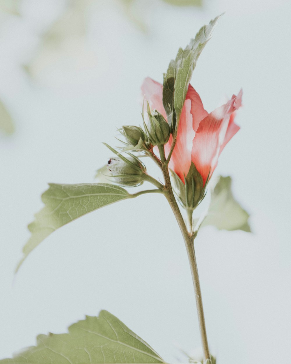 a single pink rose with green leaves on a branch