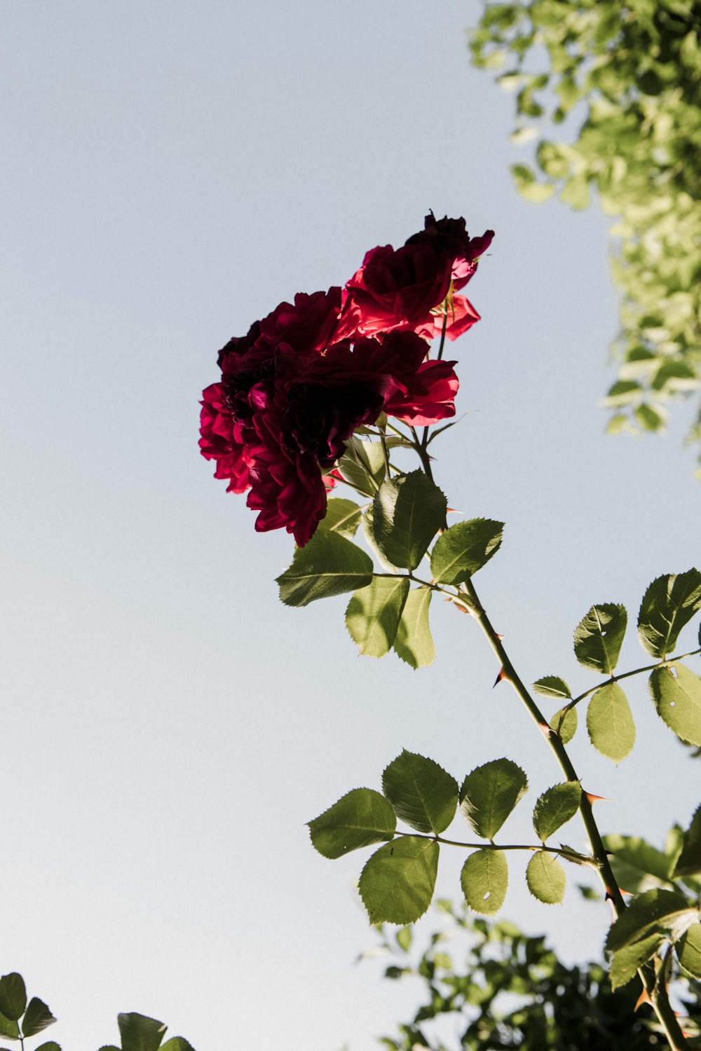 a single red rose with green leaves on a sunny day