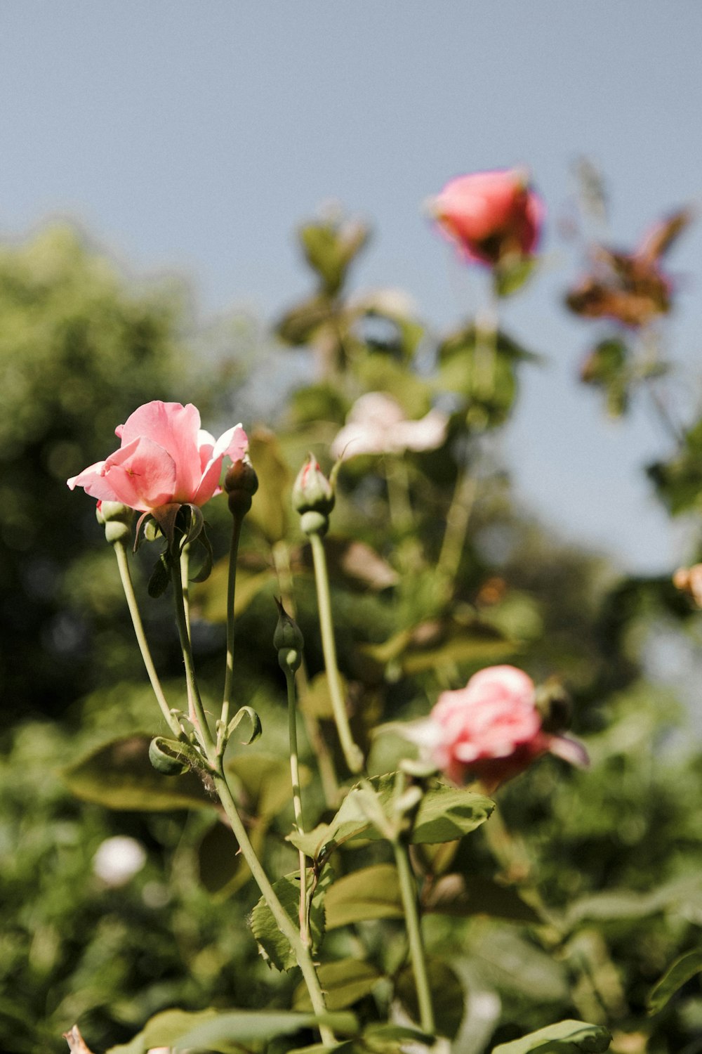 some pink flowers are blooming in a garden