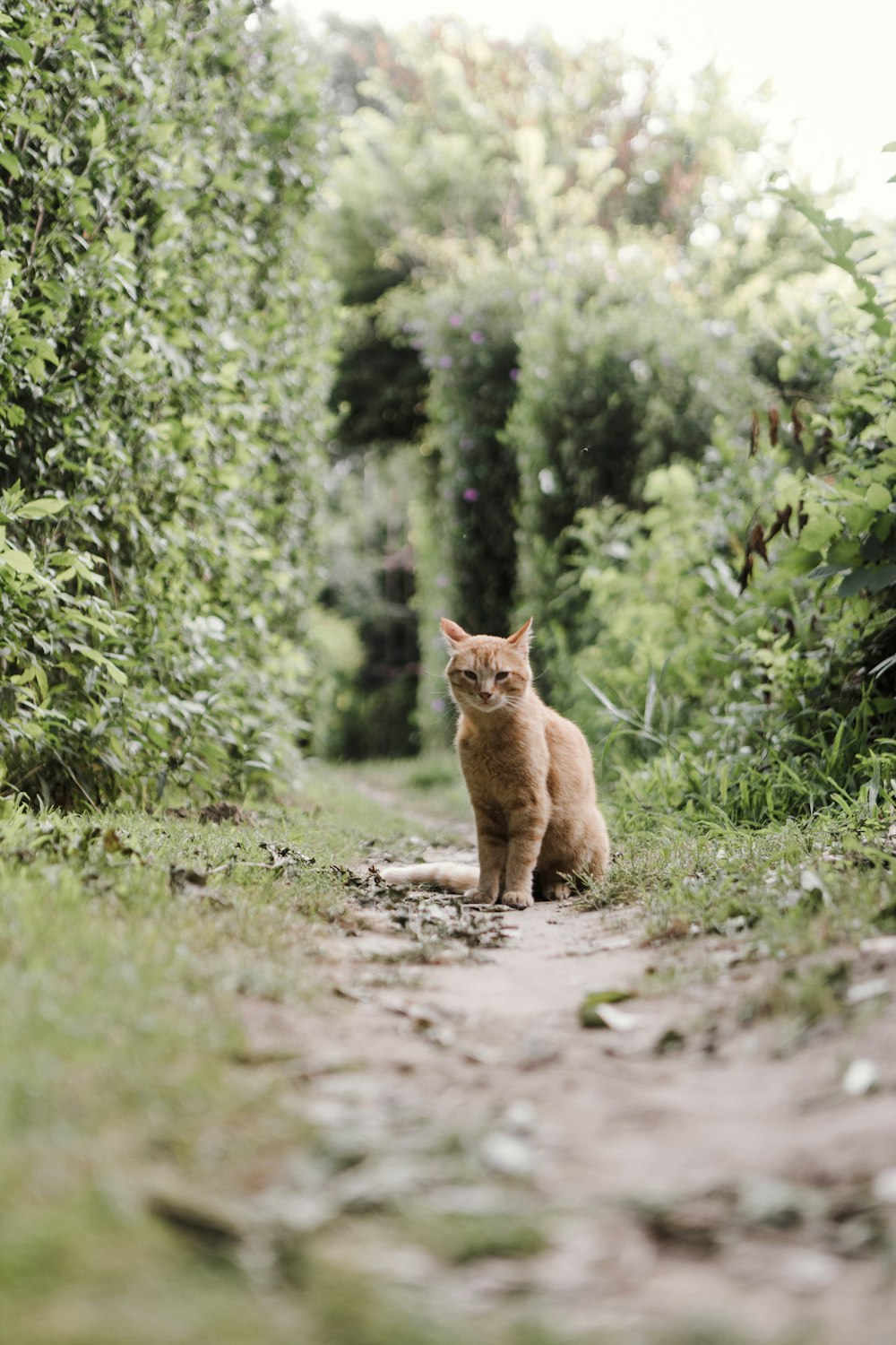 a cat sitting on a dirt path in the middle of a forest