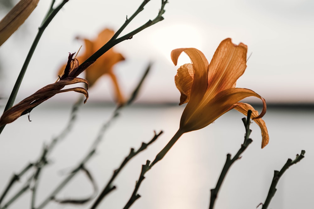 a close up of a flower near a body of water