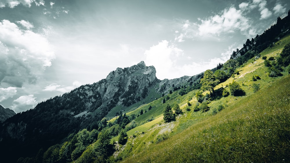 a grassy field with a mountain in the background