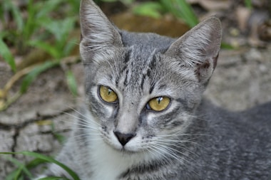 a gray and white cat with yellow eyes