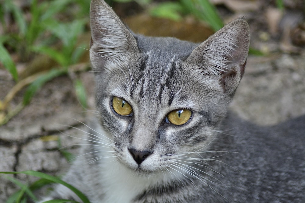 a gray and white cat with yellow eyes