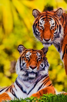 Two tigers are positioned together, one lying on the ground with its body relaxed and the other standing upright. The background consists of lush greenery with blurred foliage, adding depth to the vibrant wildlife scene.