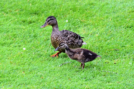 Two ducks, one adult and one younger, are walking together on a lush green grass field. The adult duck has a speckled brown and white pattern, while the younger duck follows closely with similar but slightly duller coloration. Both have orange feet that stand out against the grass.