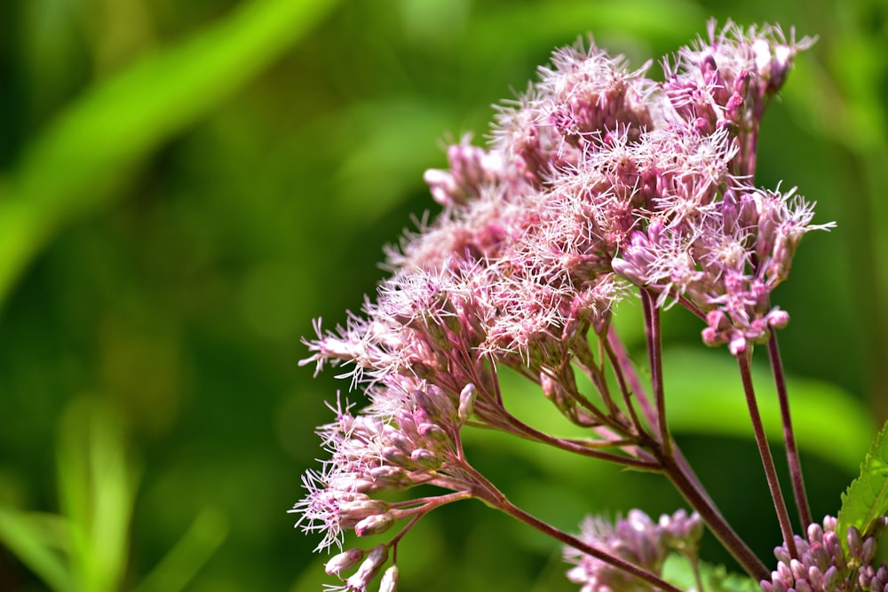 a close up of a pink flower in a field