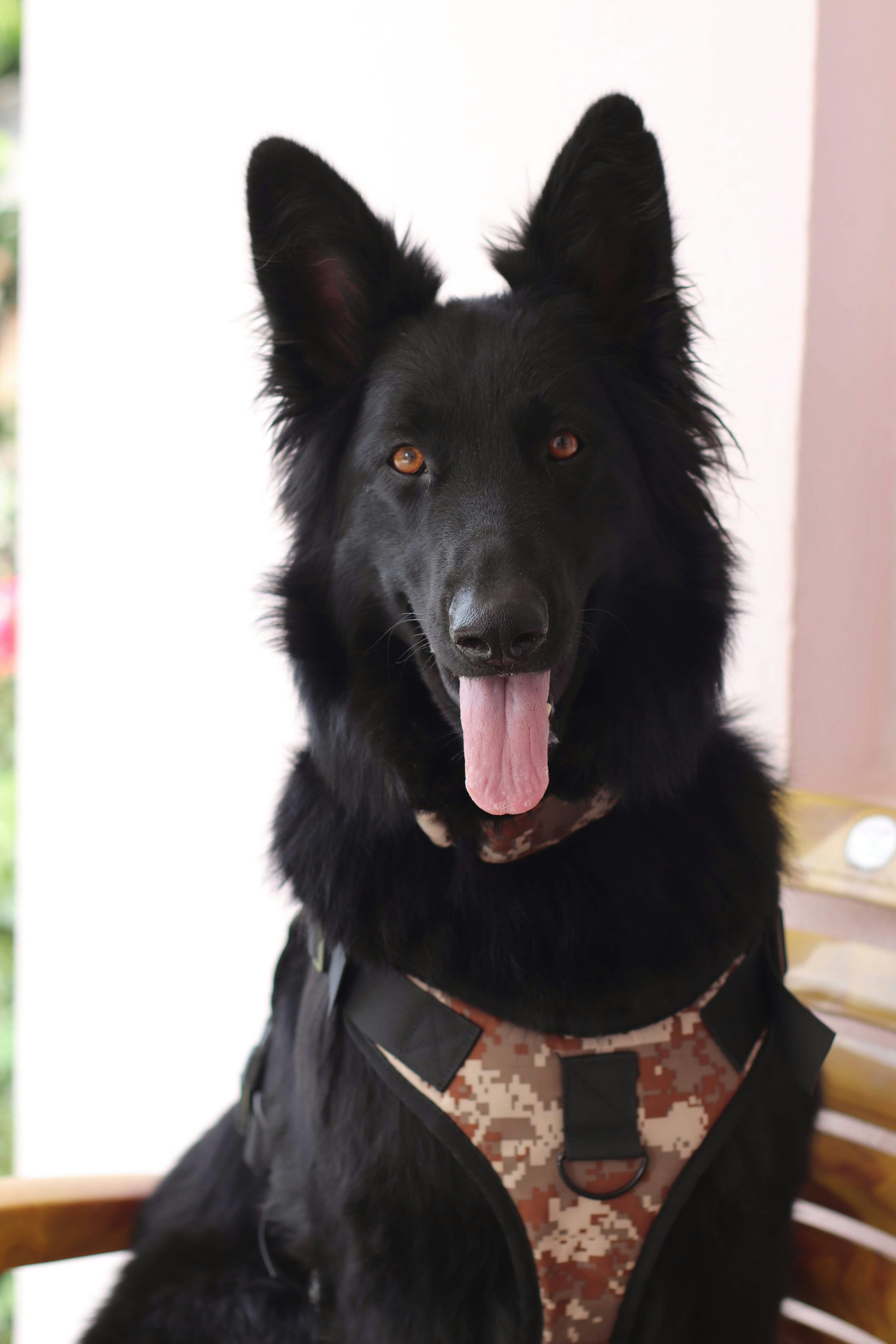 木製のベンチの上に座っている大きな黒い犬