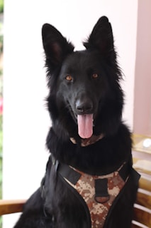 a large black dog sitting on top of a wooden bench