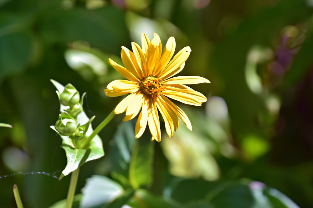 a yellow flower with green leaves in the background