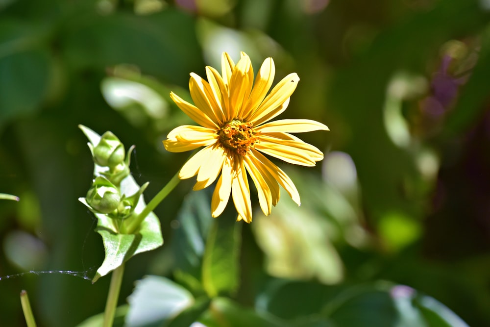 una flor amarilla con hojas verdes en el fondo