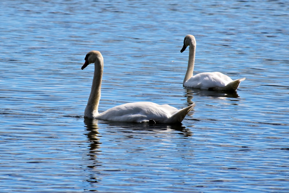 a couple of swans swimming on top of a lake