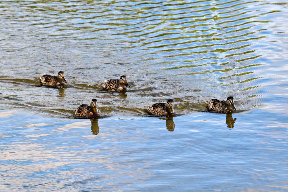 a group of ducks swimming on top of a lake