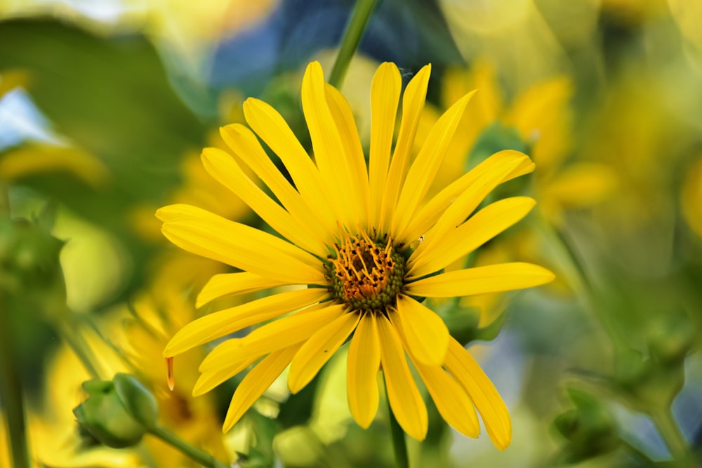 um close up de uma flor amarela com folhas verdes
