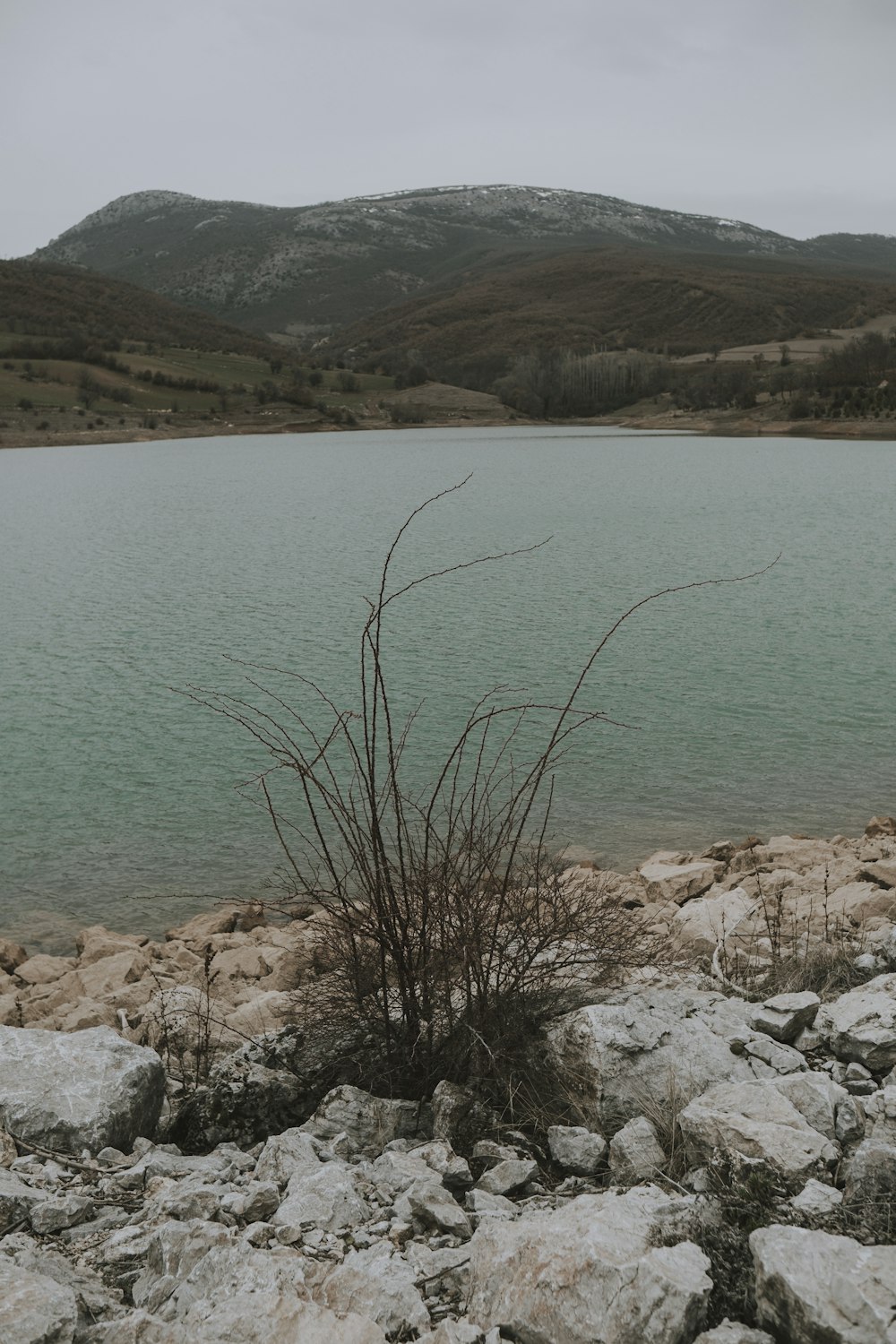 a small plant is growing out of the rocks by the water