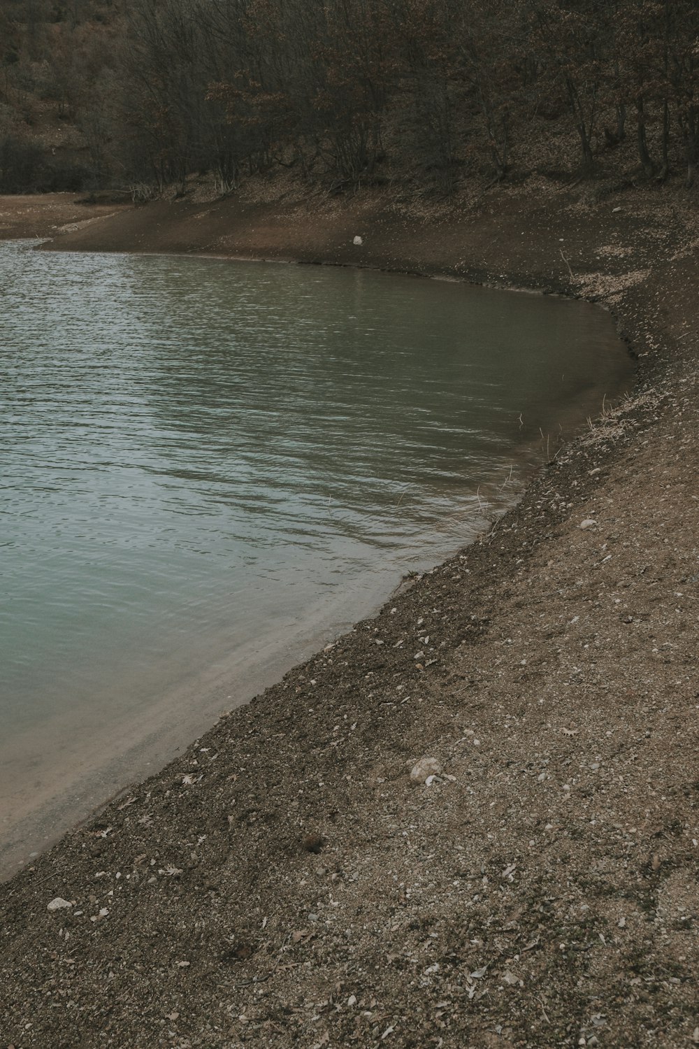 a body of water sitting next to a forest