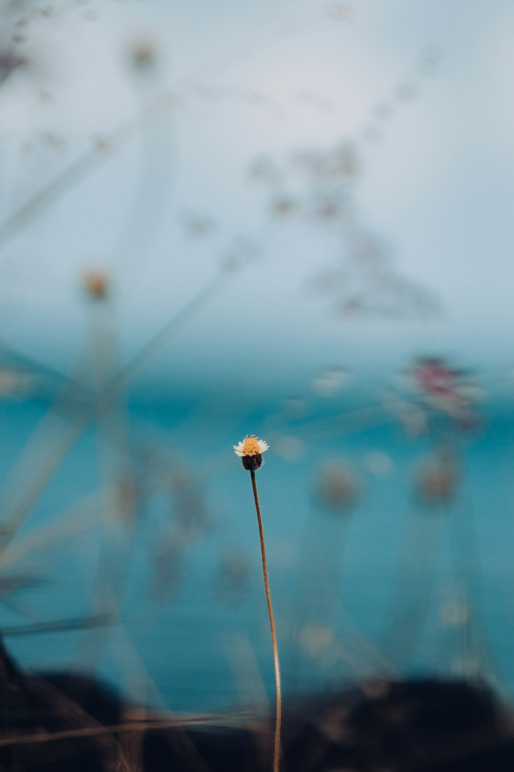 a small white flower sitting on top of a grass covered field