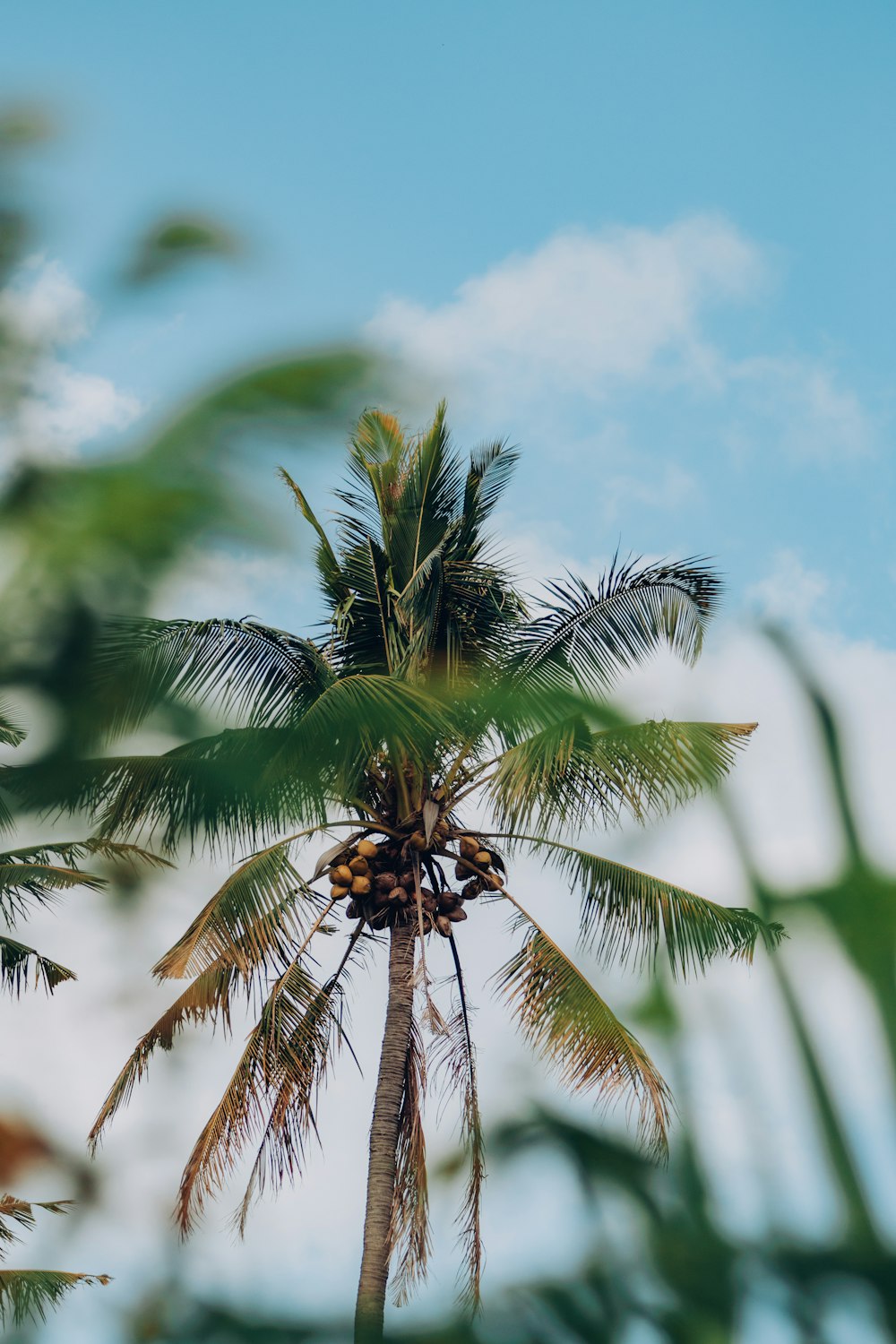 a palm tree with a bunch of fruit on it