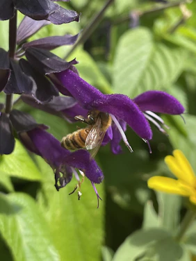 Close-up of a vibrant Africanized honeybee gathering nectar from a bright flower.