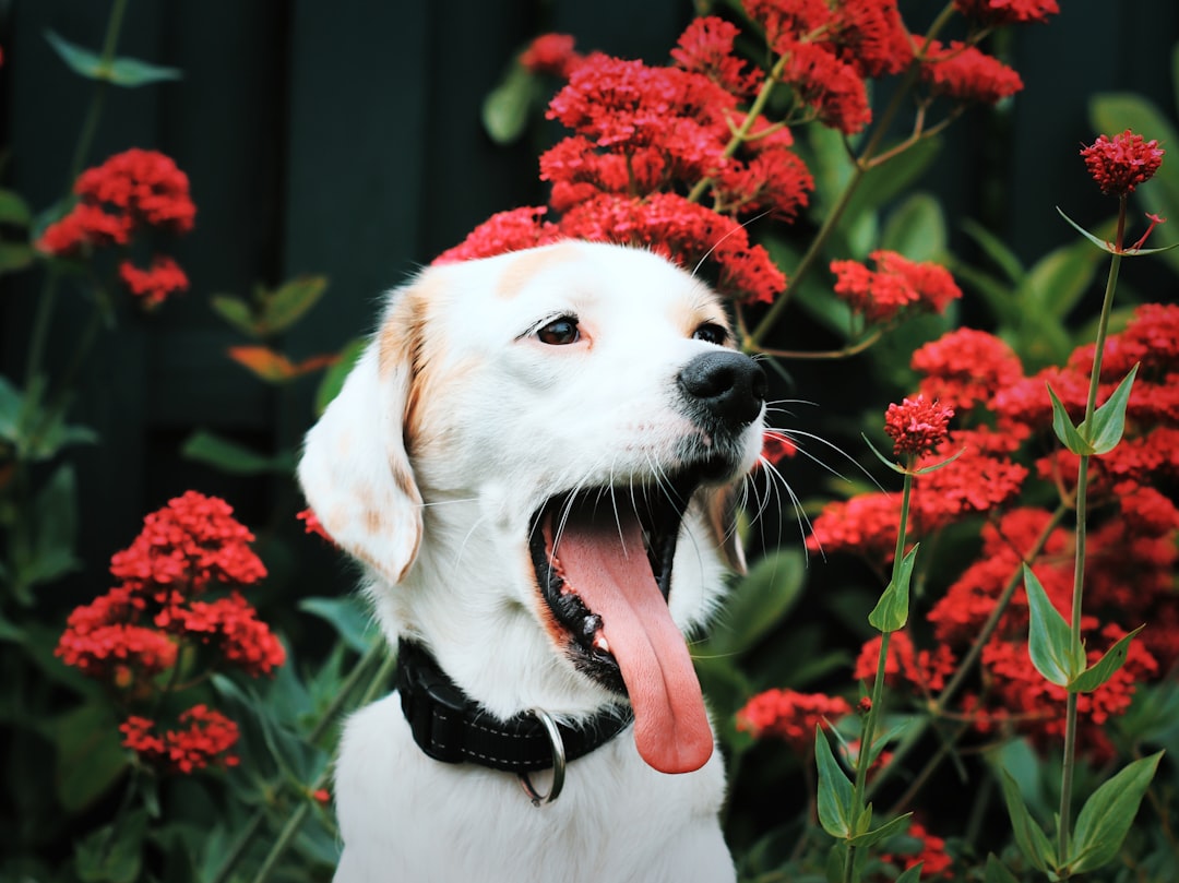 Yawn puppy