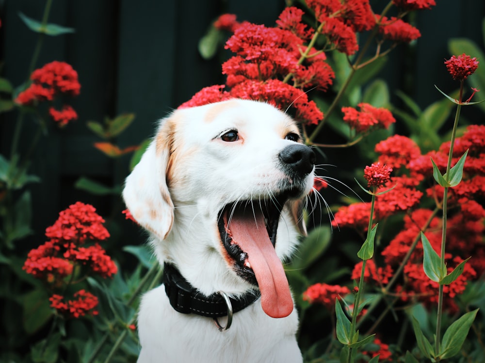 a dog with its tongue hanging out in front of red flowers