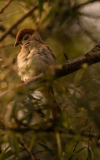 A serene image of a rescued bird perched on a branch.