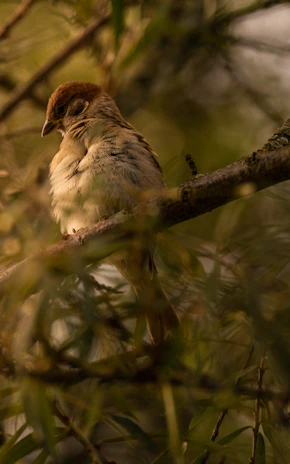 A bird on a slow swinging perch, calmly adjusting its posture.