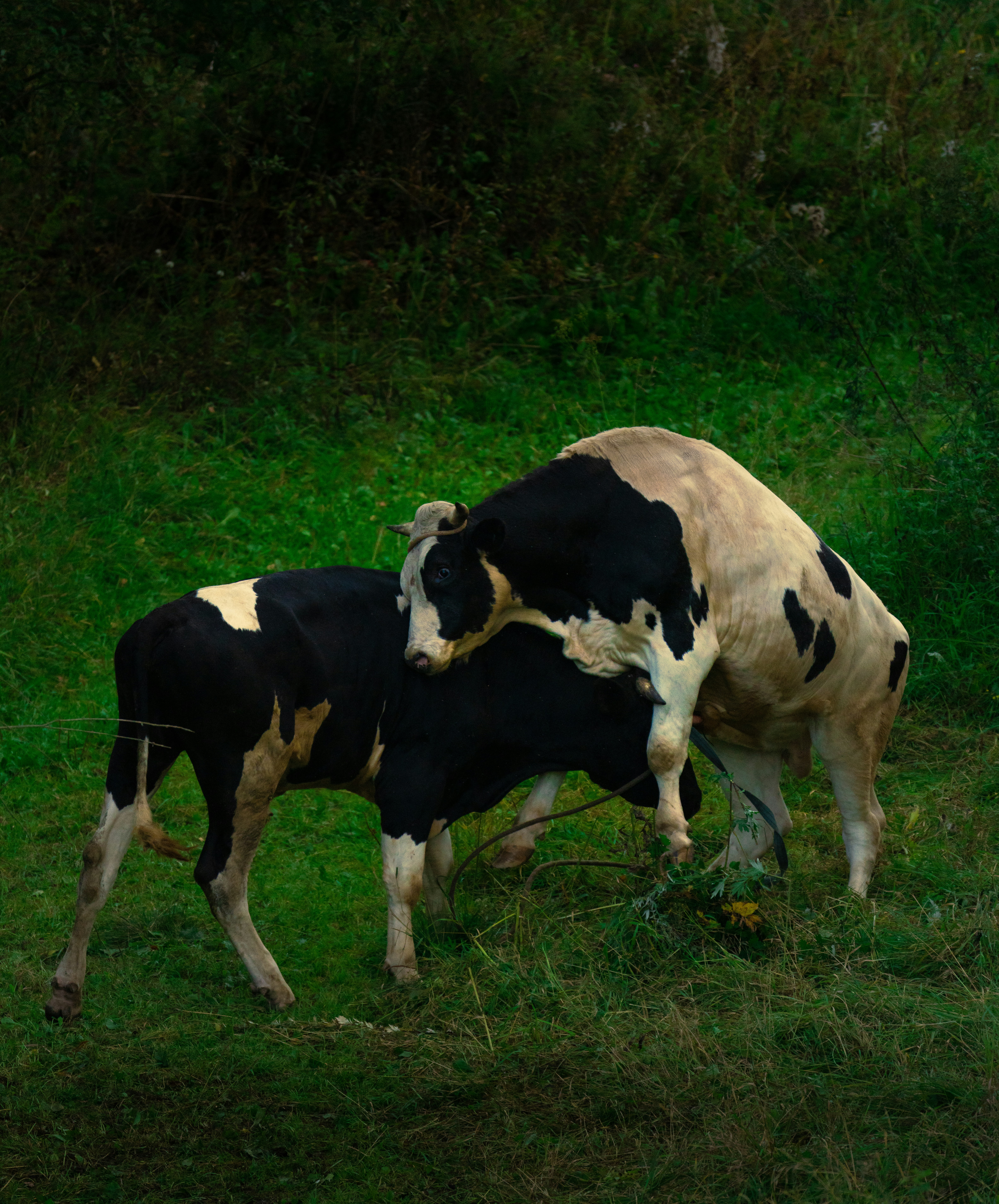 ein paar Kühe, die im Gras stehen