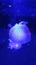 A close-up of a glowing jellyfish floating gracefully in deep blue water.