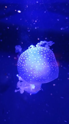 A close-up of a glowing jellyfish floating gracefully in deep blue water.