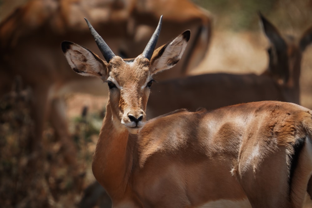 a close up of a gazelle with other animals in the background