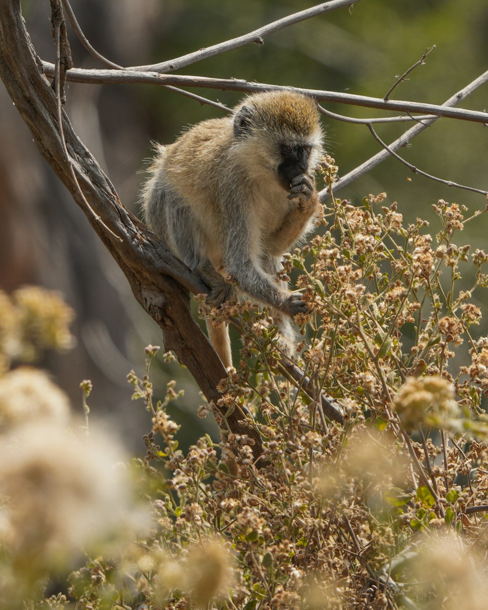 a monkey is sitting on a tree branch