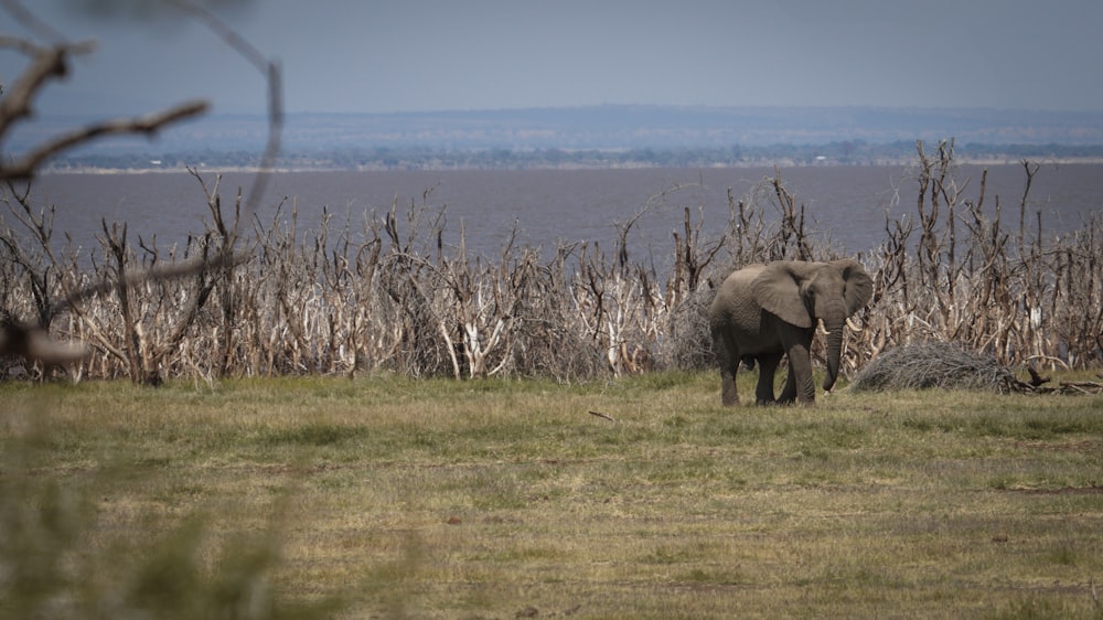 an elephant standing in a grassy field next to a body of water