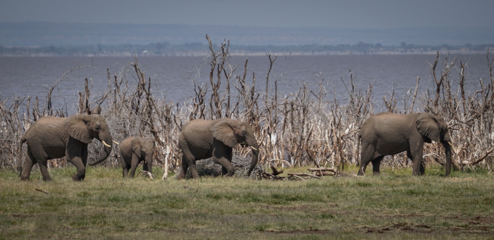 a herd of elephants walking across a lush green field