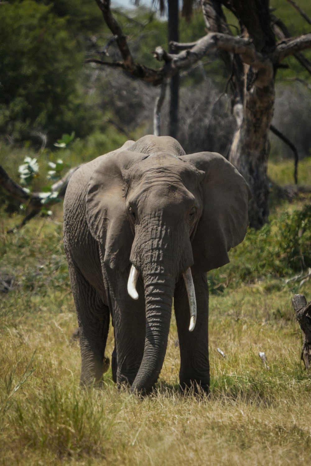 an elephant is walking through a grassy field