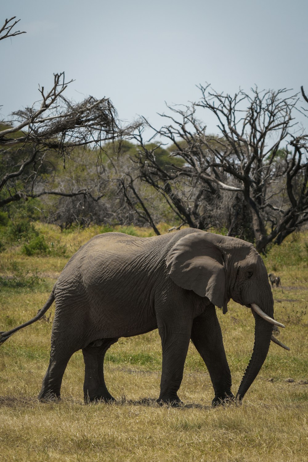 an elephant walking through a grassy field with trees in the background