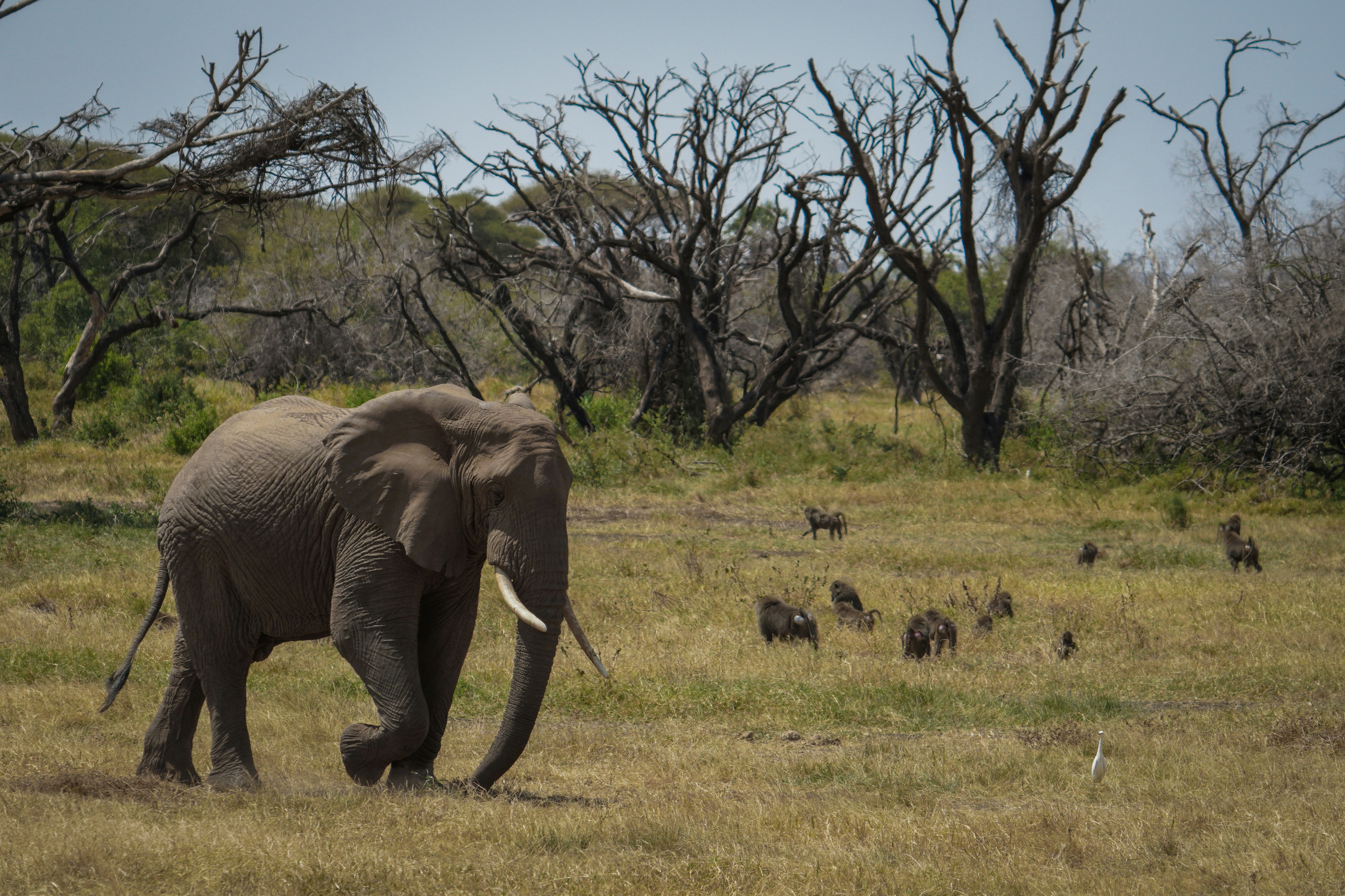 Un grand éléphant marchant dans un champ d’herbe sèche