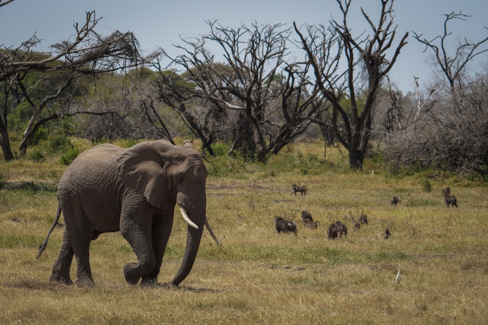 a large elephant walking through a dry grass field