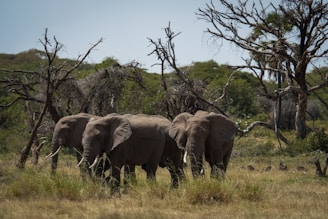 a herd of elephants walking across a grass covered field