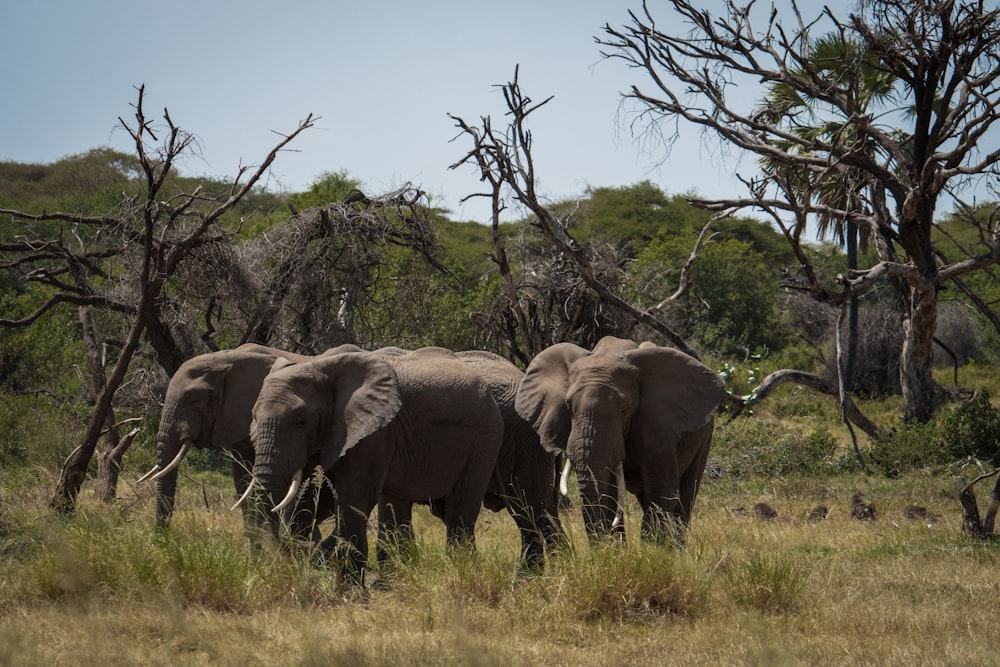 a herd of elephants walking across a grass covered field