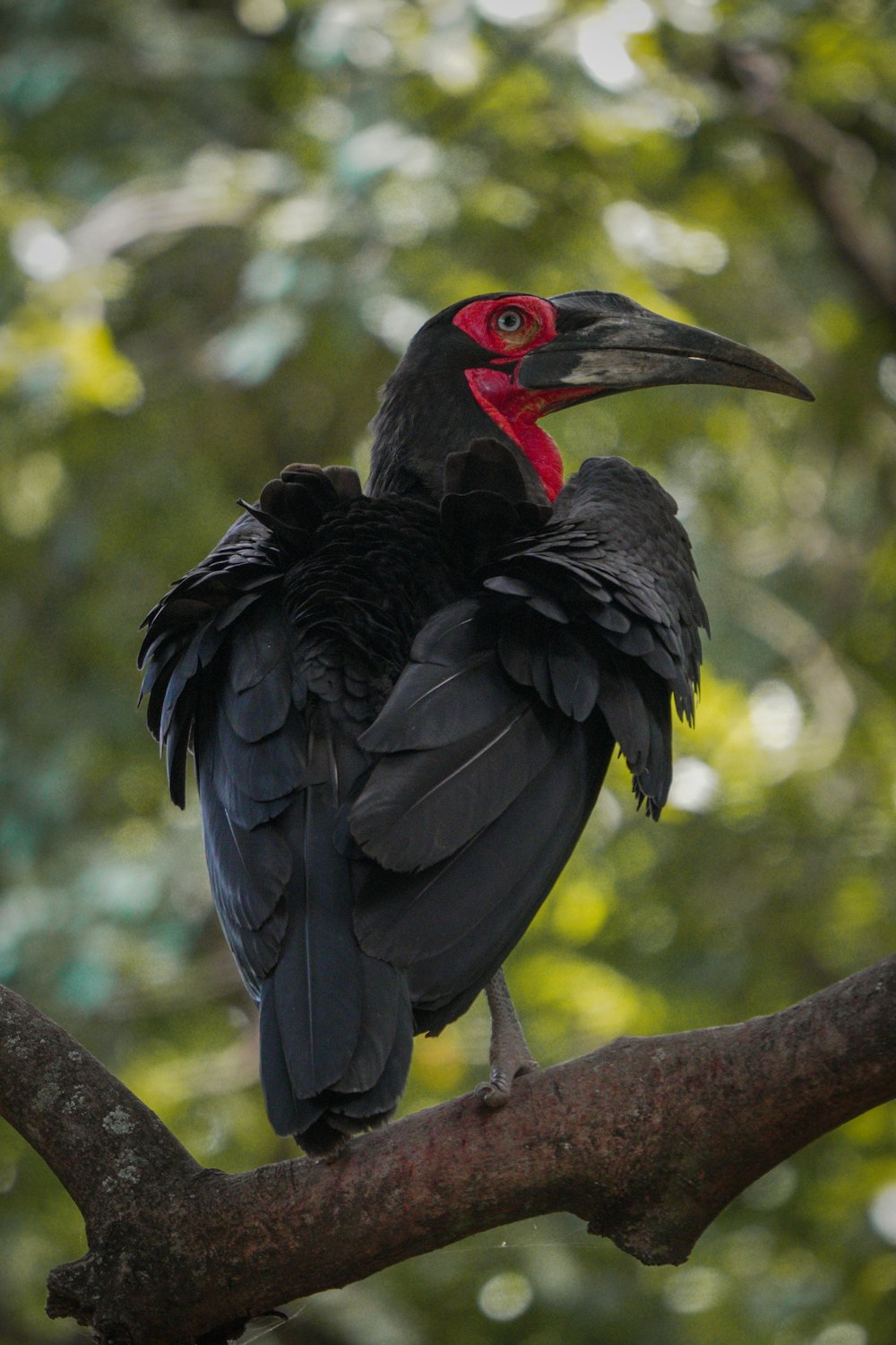 a black and red bird sitting on a tree branch