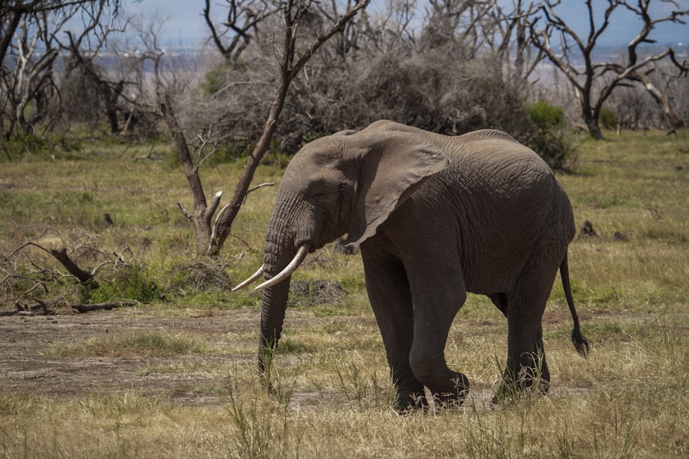 an elephant walking through a grassy field with trees in the background