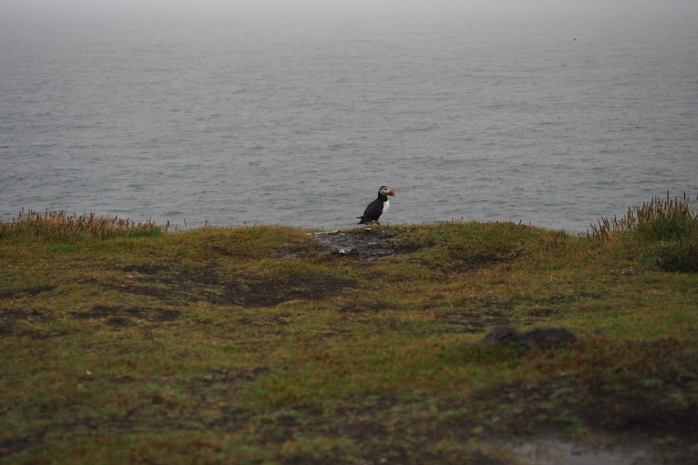 a bird sitting on top of a grass covered hill