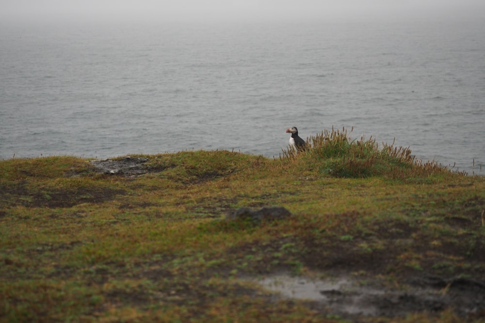 a bird standing on top of a grass covered hill