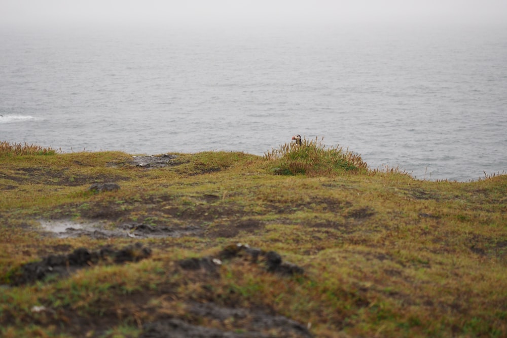 Un animal solitario parado en la cima de una colina cubierta de hierba