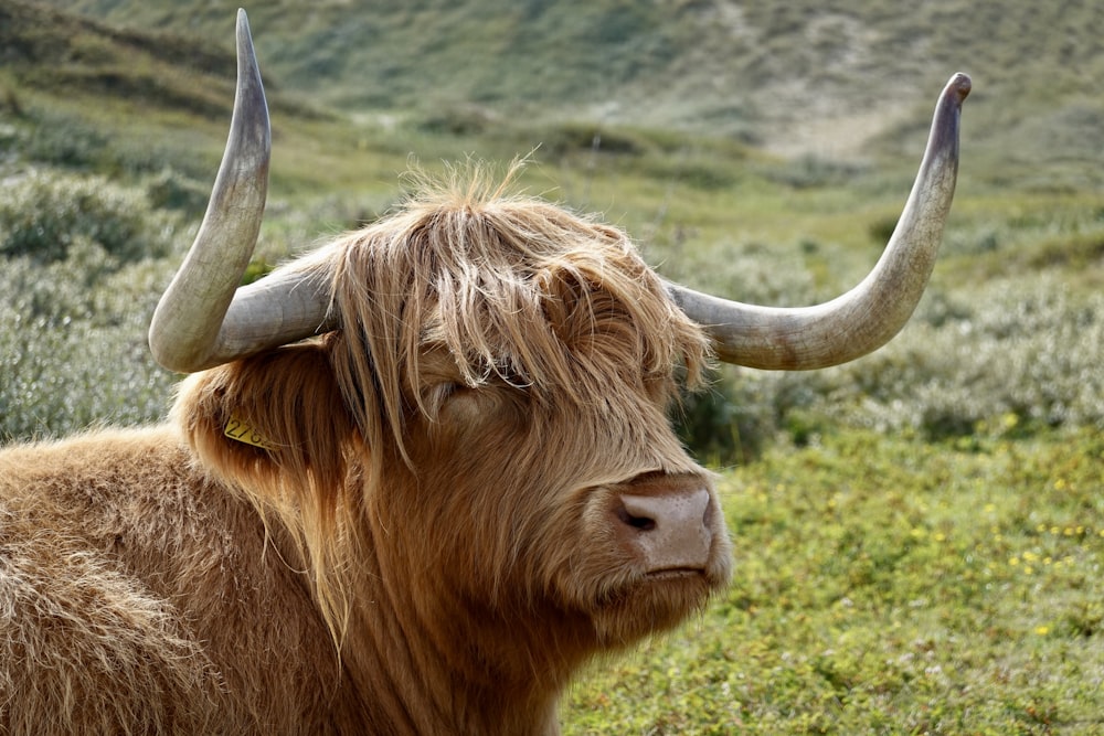 a brown cow with long horns standing in a field